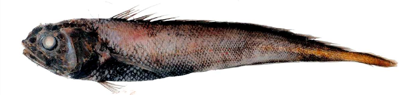 Melanonus zugmayeri_0444